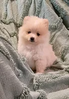 Sally , a female Pomeranian for sale in Prim, AR – 1 of 2