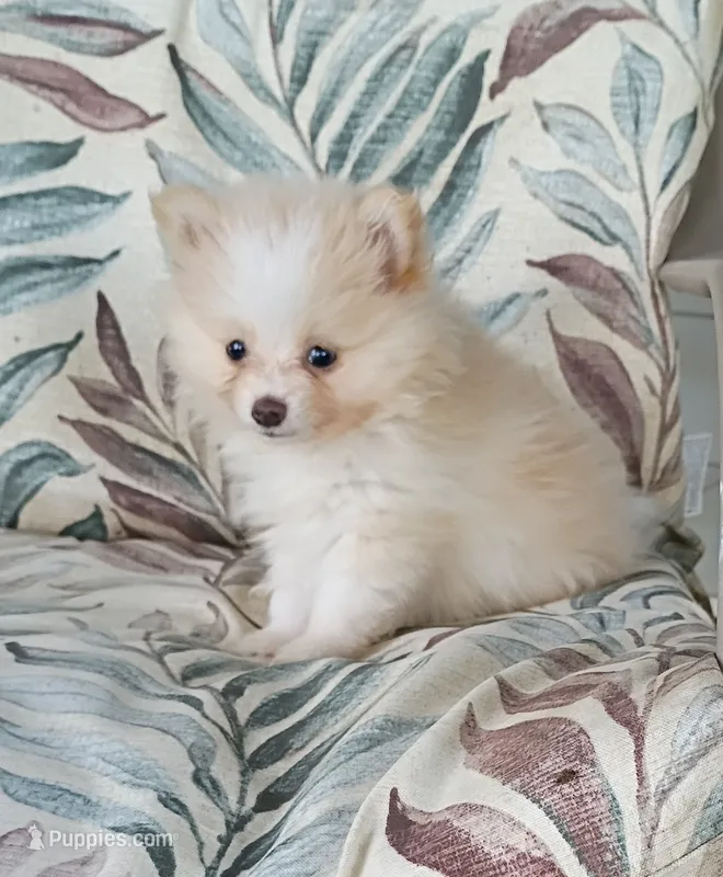Toby – Pomeranian puppy for sale in Prim, AR