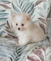 Toby, a male Pomeranian for sale in Prim, AR – 1 of 2