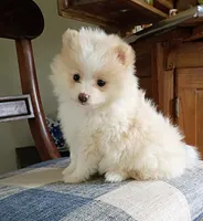 Sadie , a female Pomeranian for sale in Prim, AR – 1 of 3