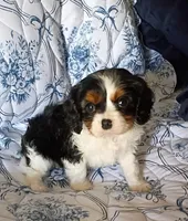 Charlie , a female Cavalier King Charles Spaniel for sale in Prim, AR – Photo 1 of 2