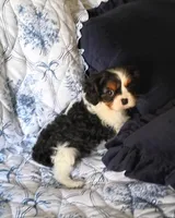 Charlie , a female Cavalier King Charles Spaniel for sale in Prim, AR – Photo 2 of 2