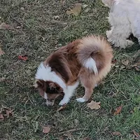 Maverick , a male Pomeranian for sale in Prim, AR – Photo 3 of 3