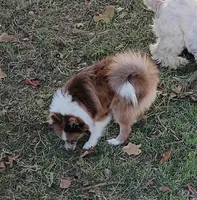 Maverick Valentine ❤️, a male Pomeranian for sale in Prim, AR – Photo 3 of 3