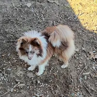 Maverick , a male Pomeranian for sale in Prim, AR – Photo 1 of 3