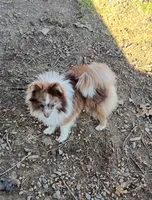 Maverick Valentine ❤️, a male Pomeranian for sale in Prim, AR – Photo 1 of 3