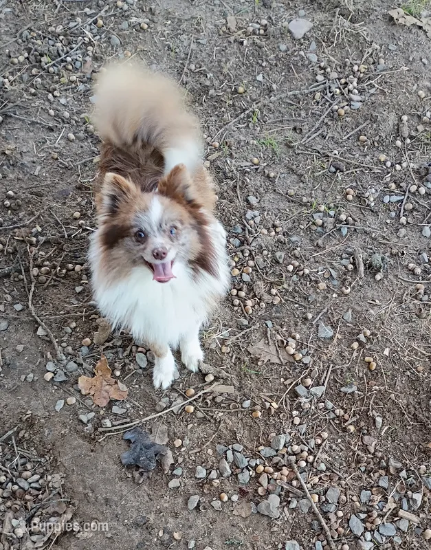 Maverick  – Pomeranian puppy for sale in Prim, AR