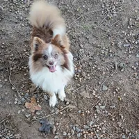 Maverick , a male Pomeranian for sale in Prim, AR – Photo 2 of 3