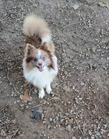 Maverick Valentine ❤️, a male Pomeranian for sale in Prim, AR – Photo 2 of 3