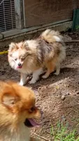 Maverick , a male Pomeranian for sale in Prim, AR – 2 of 2