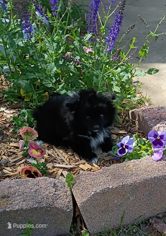 Pansy – Pomeranian puppy for sale in Prim, AR