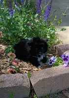 Pansy, a female Pomeranian for sale in Prim, AR – Photo 1 of 2