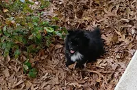 Pansy, a female Pomeranian for sale in Prim, AR – Photo 2 of 2