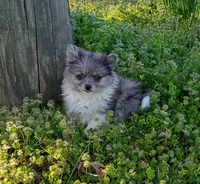 Kelsey , a female Pomeranian for sale in Prim, AR – Photo 1 of 2