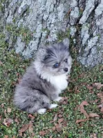 Kelsey , a female Pomeranian for sale in Prim, AR – Photo 2 of 2