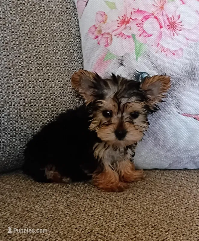 Oliver  – Yorkshire Terrier puppy for sale in Prim, AR