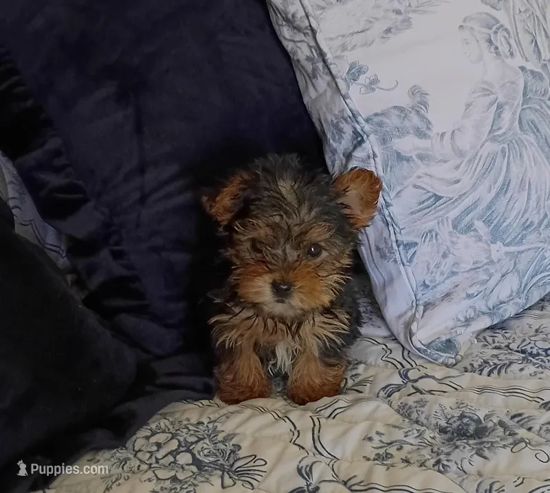 Tiffany  – Yorkshire Terrier puppy for sale in Prim, AR