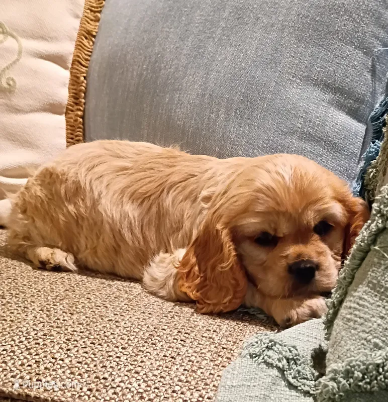 Keisha  – Cockalier puppy for sale in Prim, AR