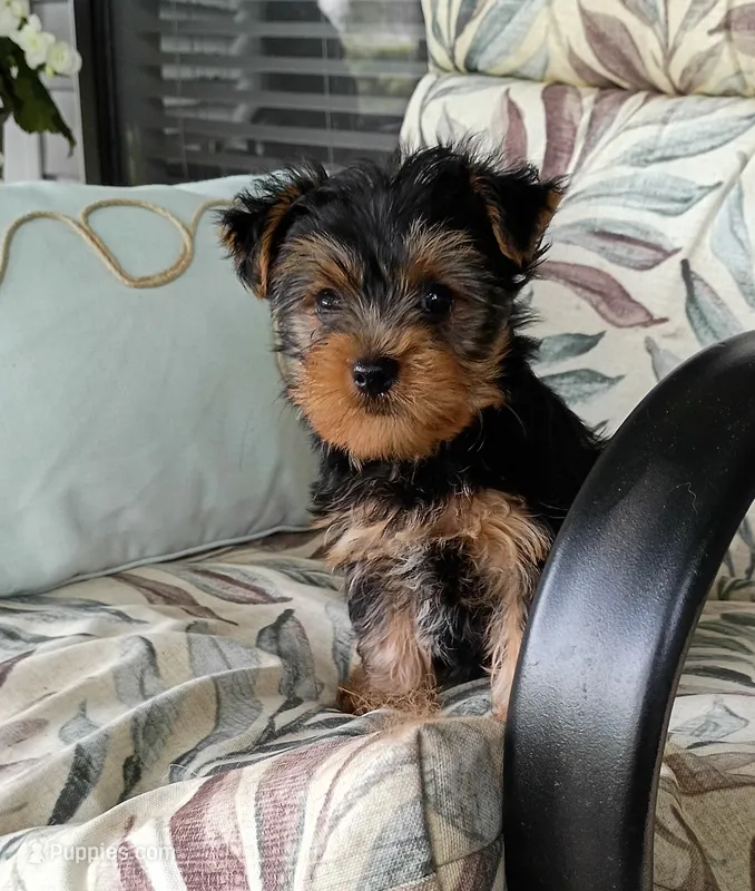 Baloo  – Yorkshire Terrier puppy for sale in Prim, AR