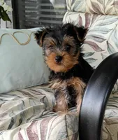 Baloo , a male Yorkshire Terrier for sale in Prim, AR – 3 of 3