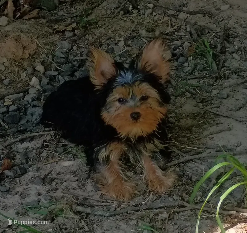 Rambo  – Yorkshire Terrier puppy for sale in Prim, AR