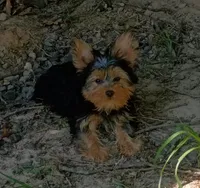 Rambo , a male Yorkshire Terrier for sale in Prim, AR – 1 of 2