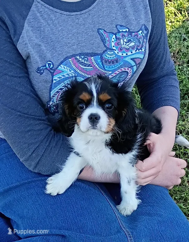 Beethoven  – Cavalier King Charles Spaniel puppy for sale in Prim, AR