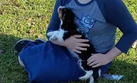 Beethoven , a male Cavalier King Charles Spaniel for sale in Prim, AR – Photo 2 of 3
