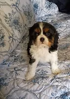 Jasper , a male Cavalier King Charles Spaniel for sale in Prim, AR – Photo 1 of 2
