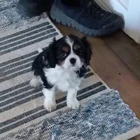 Beethoven , a male Cavalier King Charles Spaniel for sale in Prim, AR – Photo 3 of 3