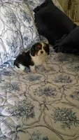 Jasper , a male Cavalier King Charles Spaniel for sale in Prim, AR – Photo 2 of 2