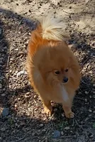 Tanger Fire , a male Pomeranian for sale in Prim, AR – Photo 2 of 2