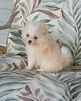 Toby, a male Pomeranian for sale in Prim, AR – 2 of 2