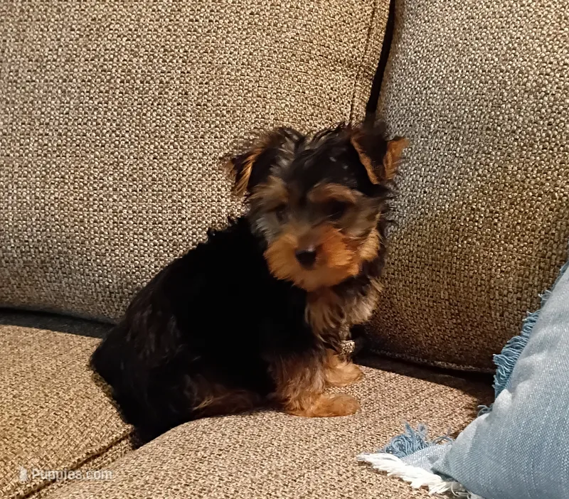 Rambo  – Yorkshire Terrier puppy for sale in Prim, AR