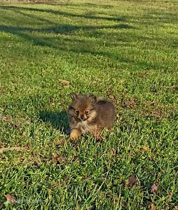 Keisha  – Pomeranian puppy for sale in Prim, AR