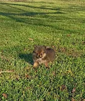 Keisha , a female Pomeranian for sale in Prim, AR – Photo 1 of 2