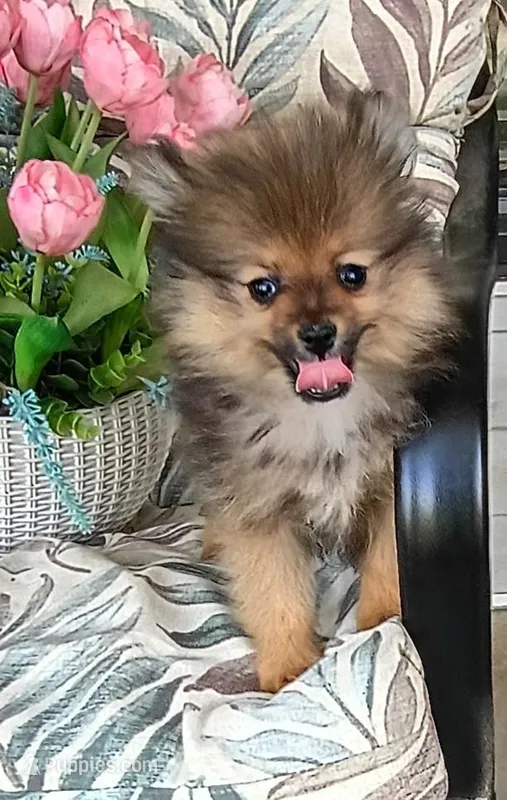 Keisha  – Pomeranian puppy for sale in Prim, AR