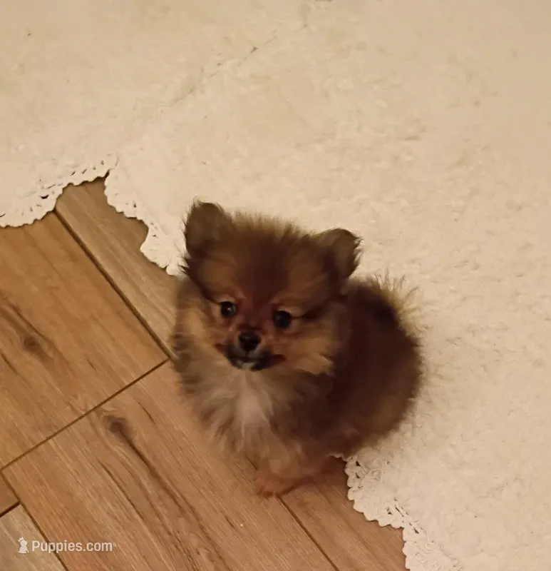 Keisha  – Pomeranian puppy for sale in Prim, AR