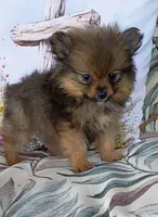 Keisha , a female Pomeranian for sale in Prim, AR – Photo 2 of 2