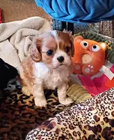 Cookie, a female Cavalier King Charles Spaniel for sale in Prim, AR – Photo 2 of 3
