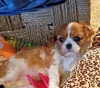 Cookie, a female Cavalier King Charles Spaniel for sale in Prim, AR – Photo 3 of 3