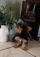Tate, a male Yorkshire Terrier for sale in Prim, AR – Photo 2 of 2