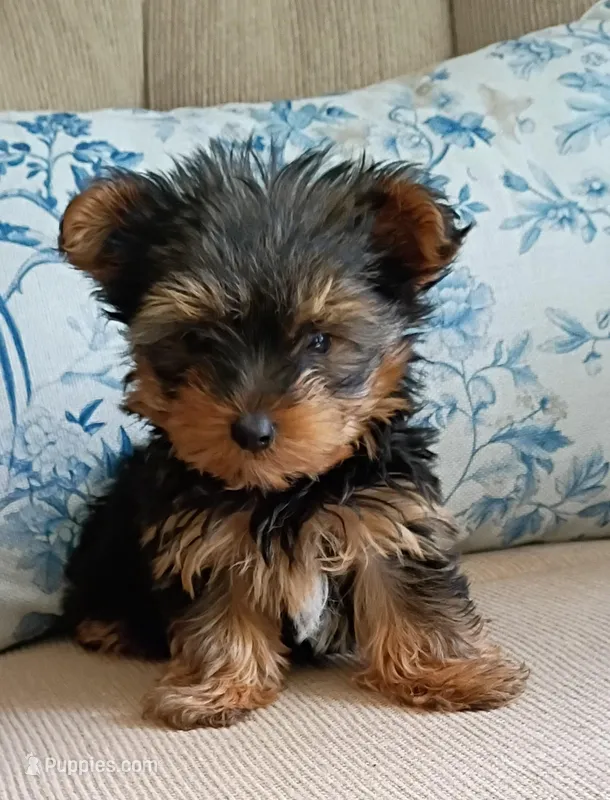 Tate – Yorkshire Terrier puppy for sale in Prim, AR