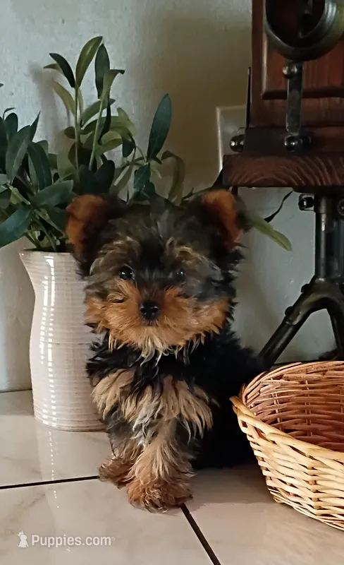 Tate – Yorkshire Terrier puppy for sale in Prim, AR