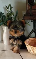 Tate, a male Yorkshire Terrier for sale in Prim, AR – Photo 1 of 2