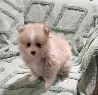 Raleigh, a female Pomeranian for sale in Prim, AR – Photo 3 of 3