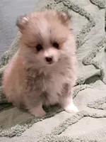 Raleigh, a female Pomeranian for sale in Prim, AR – Photo 2 of 3