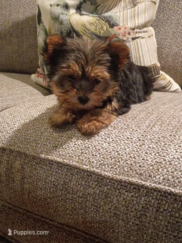 Tosha – Yorkshire Terrier puppy for sale in Prim, AR