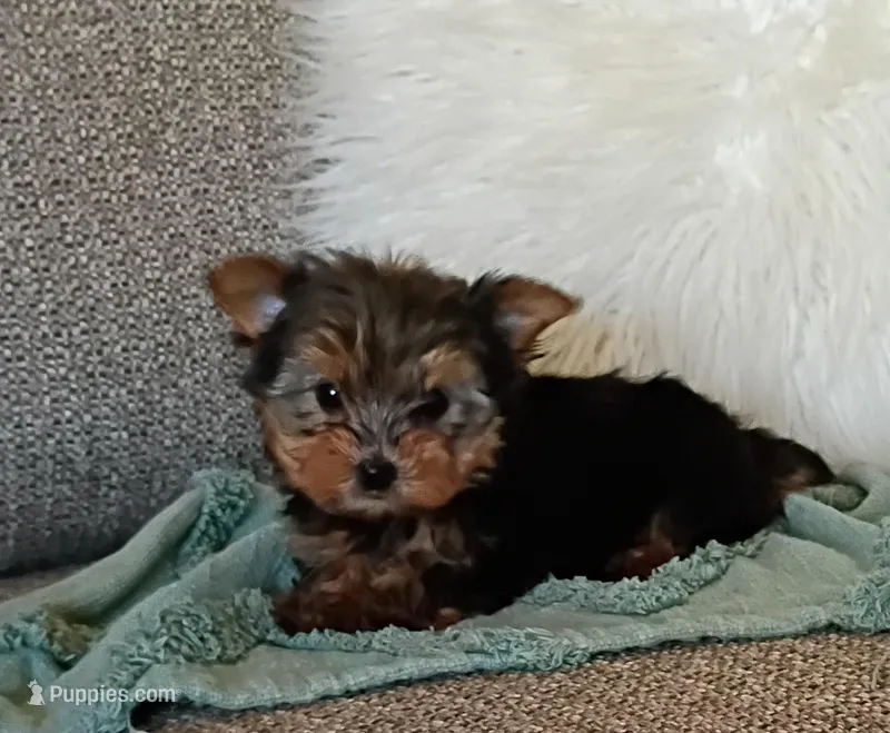Tosha – Yorkshire Terrier puppy for sale in Prim, AR