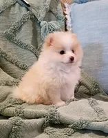 Sadie , a female Pomeranian for sale in Prim, AR – 3 of 3
